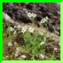 D. Tabouret perfolié