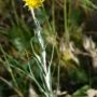 tragopodon pratensis minor