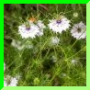 N. de Damas