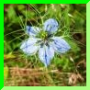 Nigella