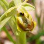 ophrys petite araignée, hypochrome