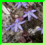 Campanula poscharskyana