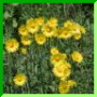 Doronicum pardalianches