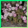 androsace alpina