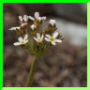 androsace septentrionalis