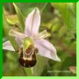op. abeille de fribourg