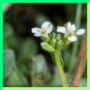 arabette ciliée