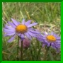 Aster alpinus