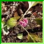 Bergenia