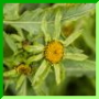 Bidens radiata