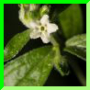 Buglossoides