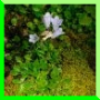 Campanula cochleariifolia