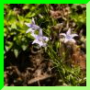 Campanula