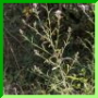 Centaurea angustifolia