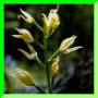 Cephalanthera longifolia