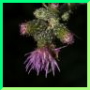 Cirsium palustre