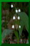 muguet