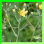 Crepis  mollis