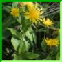 Crepis des Pyrénées