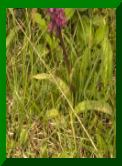 Dactylorhiza lapponica