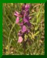 O. fuchs X O. majalis