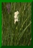 Dactylorhiza<br> de traunsteiner