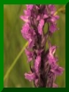 Dactylorhiza X Dactylorhiza