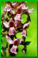 gymnadenia X dactylorhiza