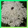 Daucus