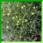 Diplotaxis