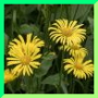 Doronicum plantagineum