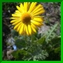 Doronicum grandiflorum