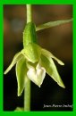 Epipactis fageticola