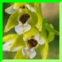 epipactis X 