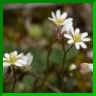 Draba praecox