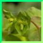 Euphorbia fluette