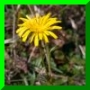 Hieracium lachenalii