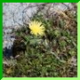 Hieracium piliferum