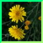 Hieracium umbellatum