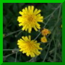 hieracium