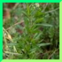 L. sativum