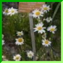 Leucanthemum halleri