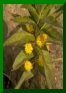 Lysimachia thyrsiflora