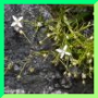 Moehringia