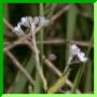 Myosotis arvensis