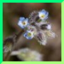 Myosotis ramosissima