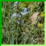 Myosotis des marais