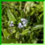 myosotis sylvatice
