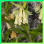 Onosma