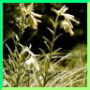 Onosma pseudoarenaria